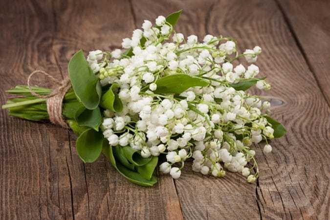 Si vous avez du muguet dans votre jardin, pensez aux résidents de l'EHPAD !